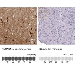 NECAB1 Antibody, Novus Biologicals:Antibodies:Primary Antibodies